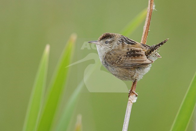 Adult Marsh Wren (Cistothorus palustris) 
Kamloops, British Colombia, Canada. stock-image by Agami/Brian E Small,