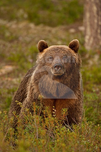 Bruine Beer in bos, Brown Bear in forest stock-image by Agami/Menno van Duijn,