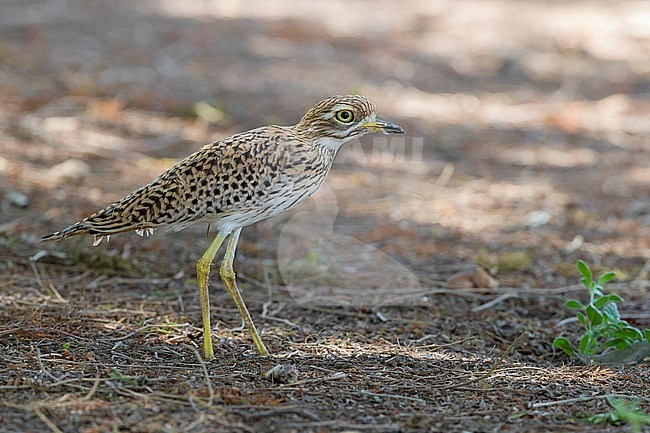 Spotted Thick-Knee (Burhinus capensis), side view of an adult standing on the ground in Oman stock-image by Agami/Saverio Gatto,