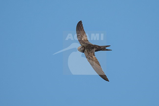 Common Swift (Apus apus) flying agains blue sky in Bulgaria. stock-image by Agami/Marcel Burkhardt,