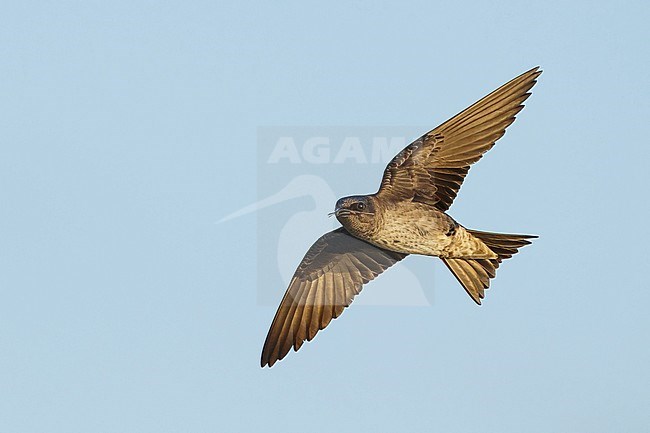 Adult female Purple Martin (Progne subis) in flight at Brazoria County, Texas, USA. stock-image by Agami/Brian E Small,