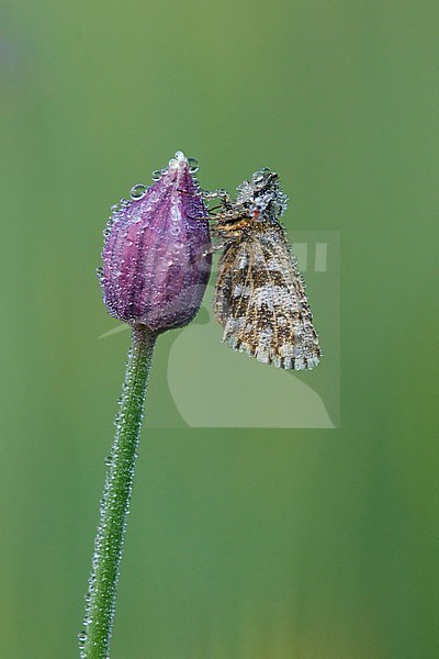 Dew covered Grizzled Skipper (Pyrgus malvae) resting on a small purple flower in Mercantour in France, against a bright green background. stock-image by Agami/Iolente Navarro,