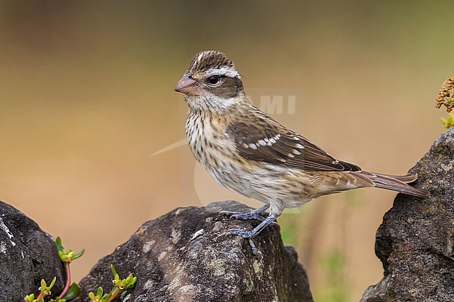 Onvolwassen Roodborstkardinaal, immature Rose-breasted Grosbeak stock-image by Agami/Daniele Occhiato,