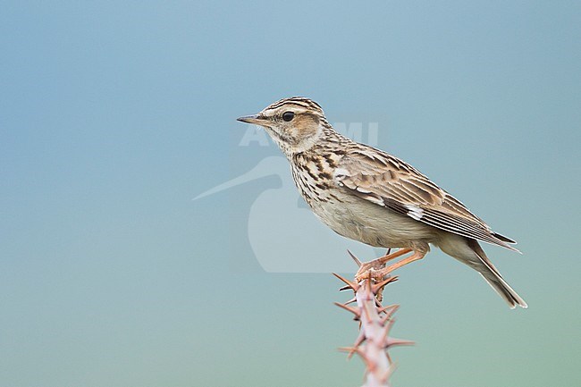 Woodlark - Heidelerche - Lullula arborea ssp. pallida; Romania, adult stock-image by Agami/Ralph Martin,