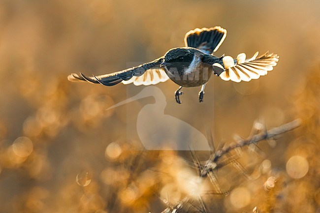 European Stonechat (Saxicola rubicola) in Italy. stock-image by Agami/Daniele Occhiato,