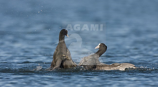 Meerkoet vechtend, Eurasian Coot fighting stock-image by Agami/Ran Schols,