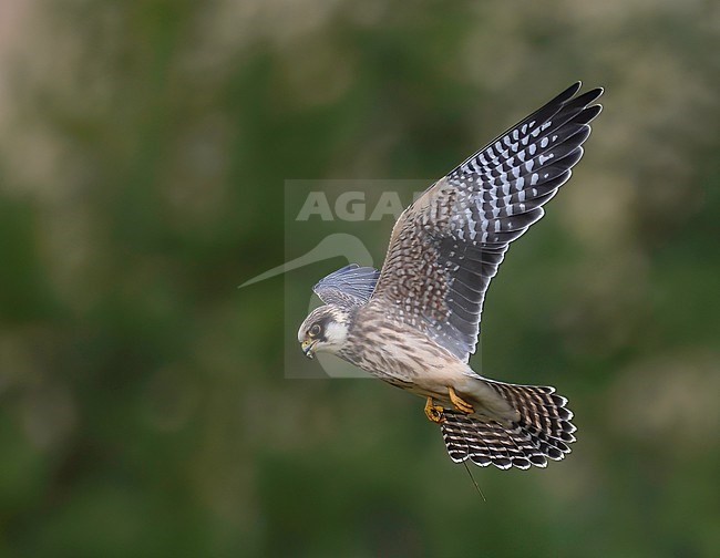 Red-footed Falcon (Falco vespertinus), young bird in flight against dark background stock-image by Agami/Kari Eischer,