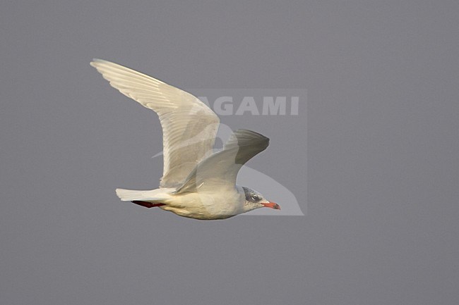 Zwartkopmeeuw volwassen vliegend; Mediterranean Gull adult flying stock-image by Agami/Jari Peltomäki,