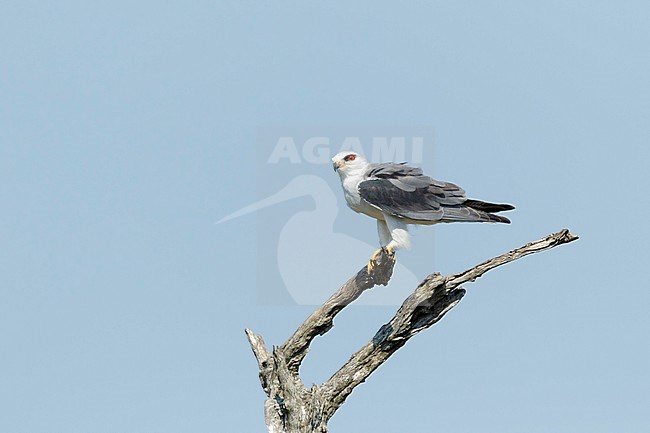 Grijze Wouw zittend in boom; Black-winged Kite sitting on a branch, stock-image by Agami/Walter Soestbergen,