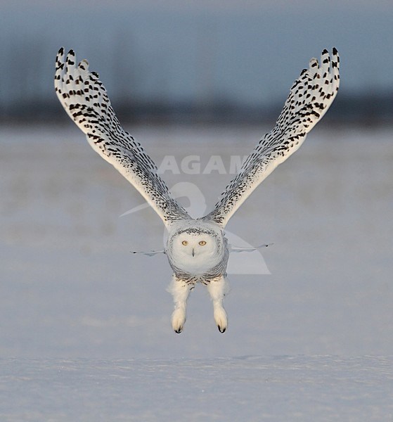 Sneeuwuil in vlucht, Snowy Owl in flight stock-image by Agami/David Hemmings,