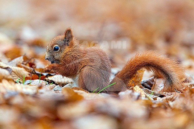 Red Squirrel (Sciurus vulgaris), side view of a juvenile eating seeds on the ground, Masovia, Poland stock-image by Agami/Saverio Gatto,