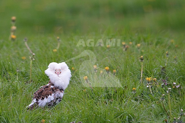 Baltsende kemphaan in voorjaarsakker; Displaying Ruff stock-image by Agami/Han Bouwmeester,