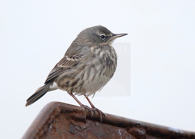 Wintering British Rock Pipit (Anthus petrosus petrosus) at Duncannon Harbour, Co. Wexford, Ireland. stock-image by Agami/Steve Gantlett,