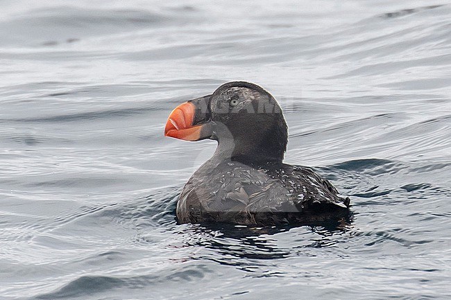 Tufted puffin (Fratercula cirrhata) at sea off the coast of the United States. Adult in autumn plumage. stock-image by Agami/Steve Howell,