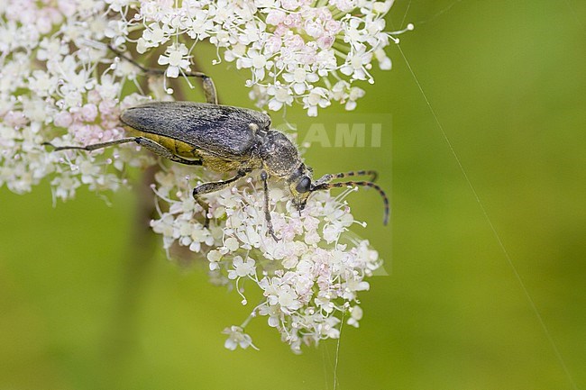 Lepturobosca virens - Dichtbehaarter Halsbock, Austria, imago stock-image by Agami/Ralph Martin,