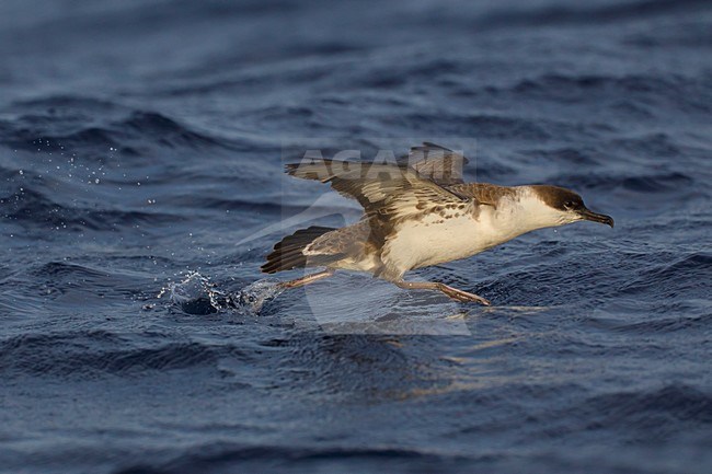 Zwemmende Grote Pijlstormvogel; Swimming Great Shearwater stock-image by Agami/Daniele Occhiato,