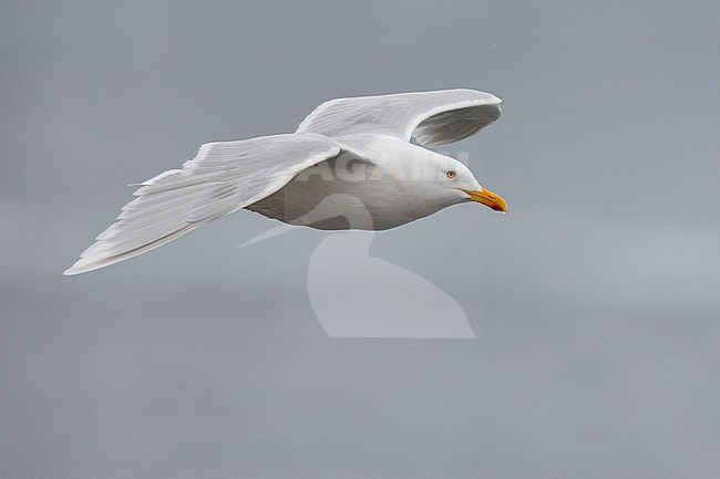 Glaucous Gull (Larus hyperboreus leuceretes), side view of an adult in flight, Western Region, Iceland stock-image by Agami/Saverio Gatto,