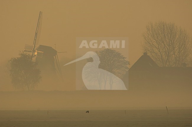 Polder in ochtend nevel Nederland, Farmland in early morning mist Netherlands stock-image by Agami/Wil Leurs,