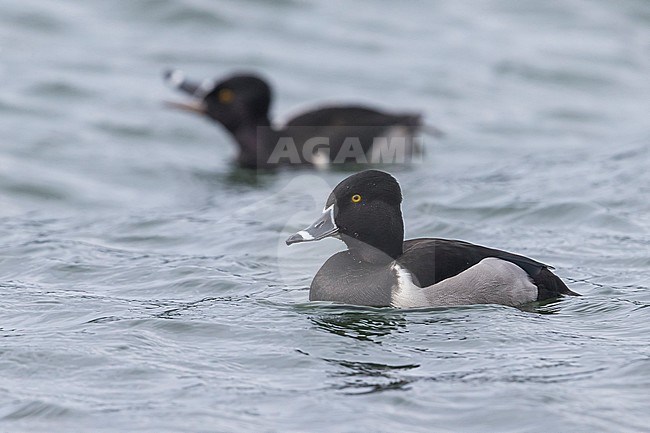 Ringsnaveleend; Ring-necked Duck, Aythya collaris stock-image by Agami/Daniele Occhiato,