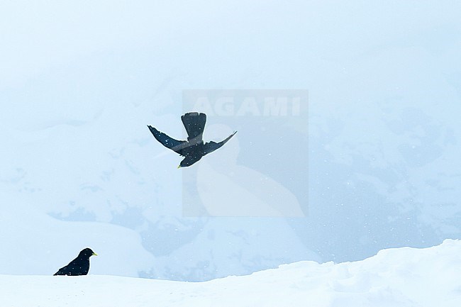 Alpine Chough - Alpendohle - Pyrrhocorax graculus ssp. graculus, Switzerland stock-image by Agami/Ralph Martin,