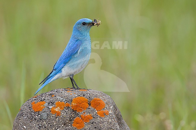 Adult male
Kamloops, B.C.
June 2015 stock-image by Agami/Brian E Small,