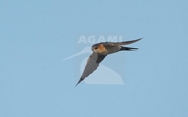 Frontal view of an Eastern Red-rumped Swallow (Cecropis daurica probably subspecies nipalensis) in flight, seen from the side. India stock-image by Agami/Markku Rantala,
