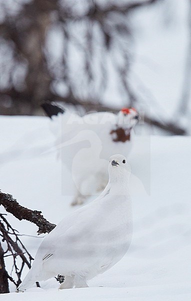 Moerassneeuwhoen in de sneeuw, Willow Ptarmigan in snow stock-image by Agami/Markus Varesvuo,