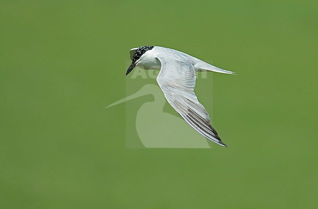 Gull-billed Tern (Gelochelidon nilotica), third calender year in flight showing upper wing. Against a green background. stock-image by Agami/Fred Visscher,