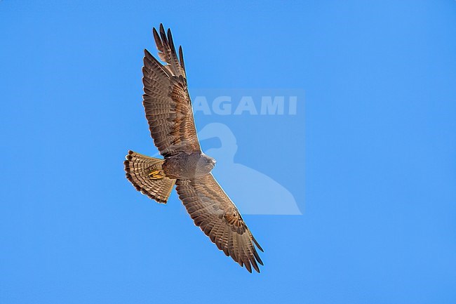 Adult (dark morph)
San Diego Co., CA
April 2023 stock-image by Agami/Brian E Small,