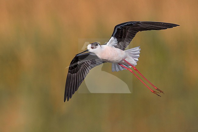 Black-winged Stilt (Himantopus himantopus) standing in shallow water in Italy. Adult in flight. stock-image by Agami/Daniele Occhiato,