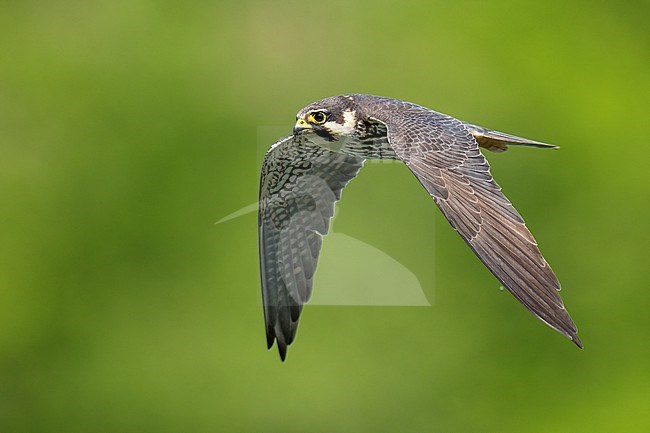 Eurasian Hobby (Falco subbuteo) flying in front of green background in Switzerland. stock-image by Agami/Marcel Burkhardt,