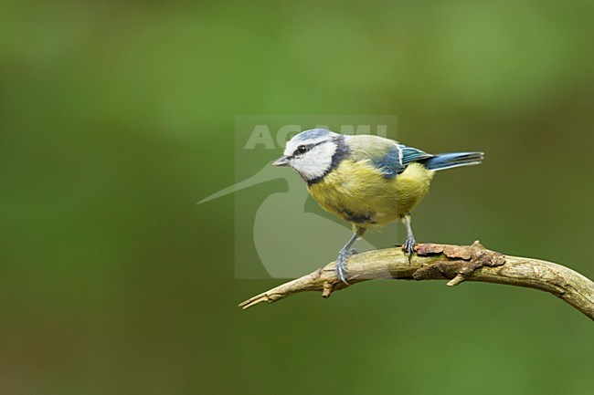 Pimpelmees, Blue Tit stock-image by Agami/Walter Soestbergen,