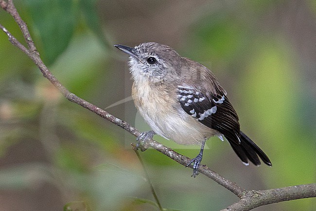 A female Northern White-fringed Antwren (Formicivora intermedia intermedia) at Utica, Colombia. stock-image by Agami/Tom Friedel,