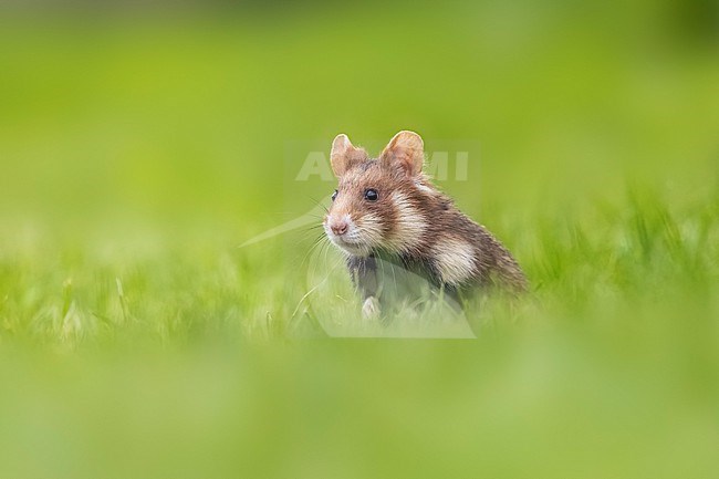 Adult female Common Hamster (Cricetus cricetus) running face in Friedhof Wien Meidling, Vienna, Austria. stock-image by Agami/Vincent Legrand,