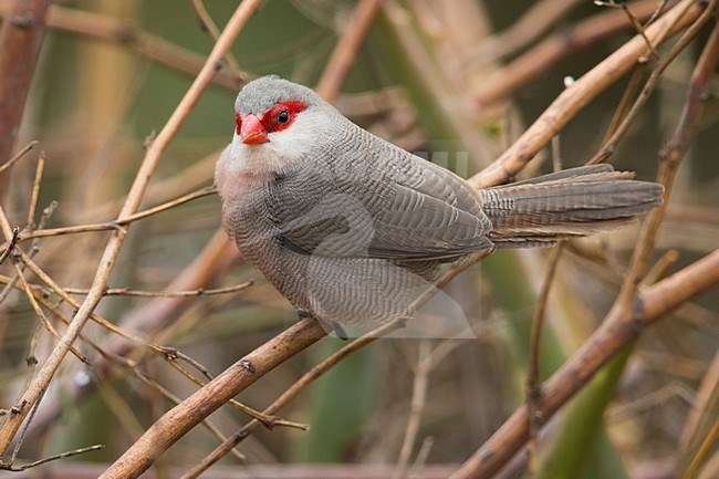 Sint-Helenafazantje; Common Waxbill stock-image by Agami/Daniele Occhiato,