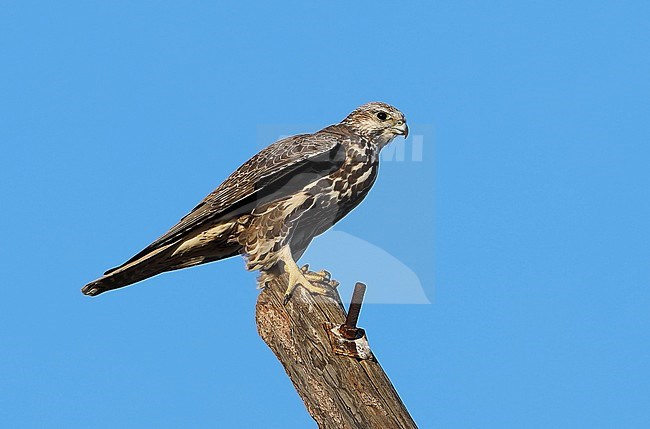 Saker Falcon (Falco cherrug) during autumn at Mandalgovi in Mongolia. stock-image by Agami/Aurélien Audevard,