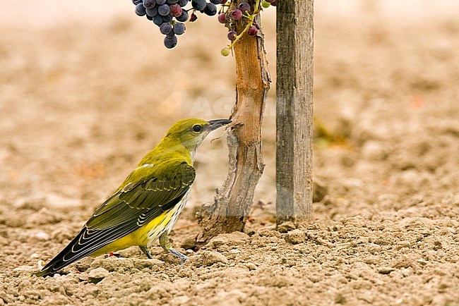 Female Eurasian Golden Oriole (Oriolus oriolus) sitting on the ground in a wineyard in Toledo, Spain. Stealing wine grapes. stock-image by Agami/Oscar Díez,