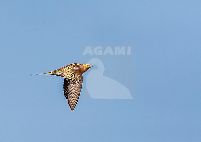 Pin-tailed Sandgrouse (Pterocles alchata) in steppes near Belchite in Spain. stock-image by Agami/Marc Guyt,