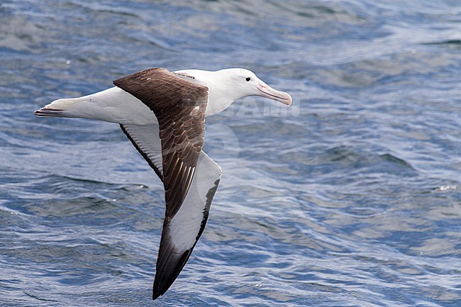 Adult Northern Royal Albatross (Diomedea sanfordi) in flight over New Zealand subantarctic waters. stock-image by Agami/Marc Guyt,