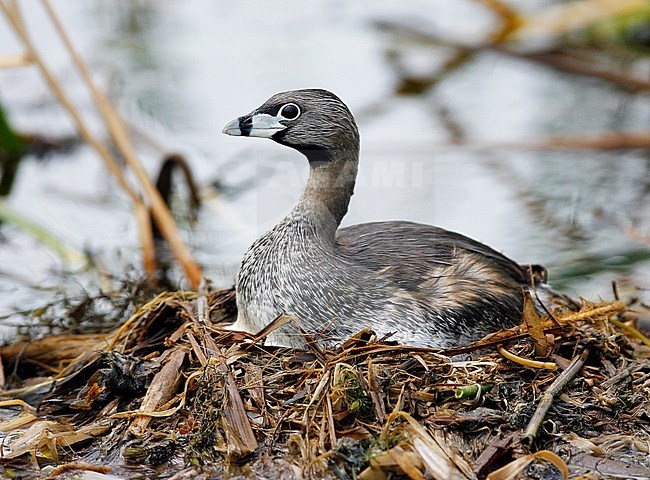 Adult breeding
Brazoria Co., TX
April 2007 stock-image by Agami/Brian E Small,