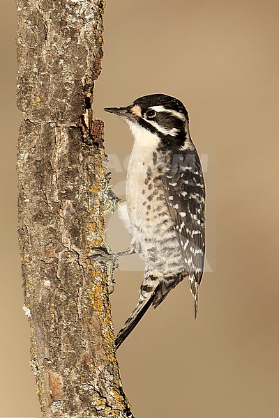 Adult female
Santa Barbara Co., CA
November 2021 stock-image by Agami/Brian E Small,