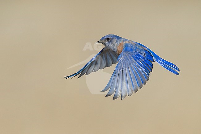 Adult male
Santa Barbara Co., CA
November 2022 stock-image by Agami/Brian E Small,