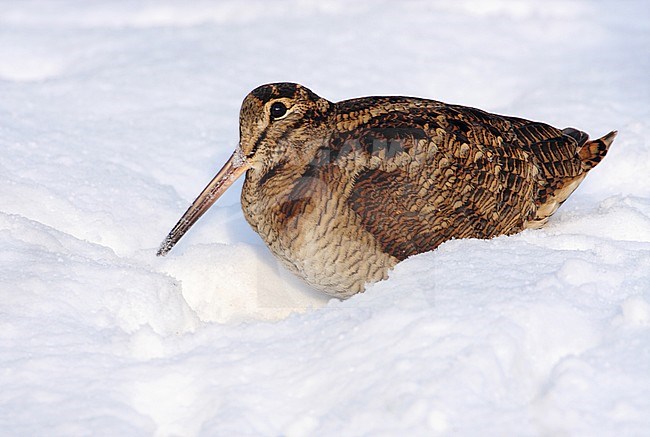 Houtsnip in de sneeuw, Eurasian Woodcock in snow stock-image by Agami/Karel Mauer,