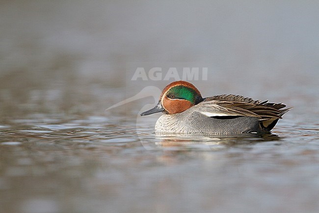 Eurasian Teal - Krickente - Anas crecca, Germany, adult male stock-image by Agami/Ralph Martin,
