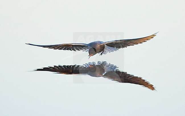 Zwarte Stern vissend; Black Tern fishing stock-image by Agami/Menno van Duijn,