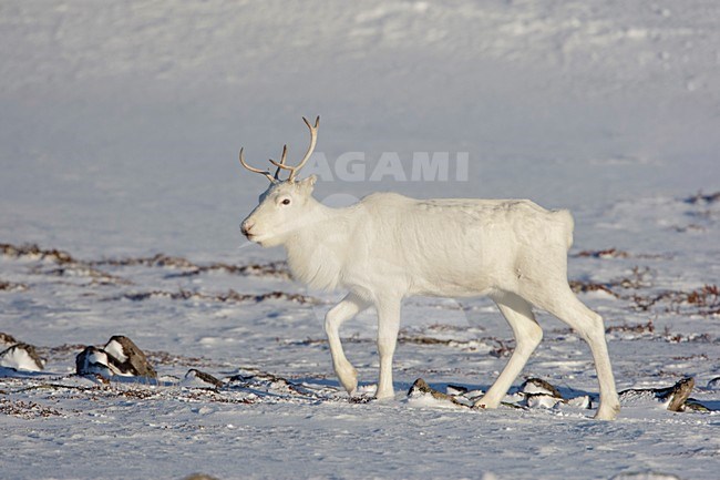 Rendier in de sneeuw; Reindeer in snow stock-image by Agami/Arie Ouwerkerk,