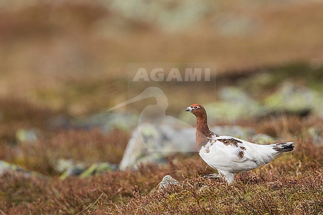 Adult male Willow Grouse (Lagopus lagopus koreni) in the Ural mountains of Russia. Bird in summer plumage walking on russian moorland. stock-image by Agami/Ralph Martin,