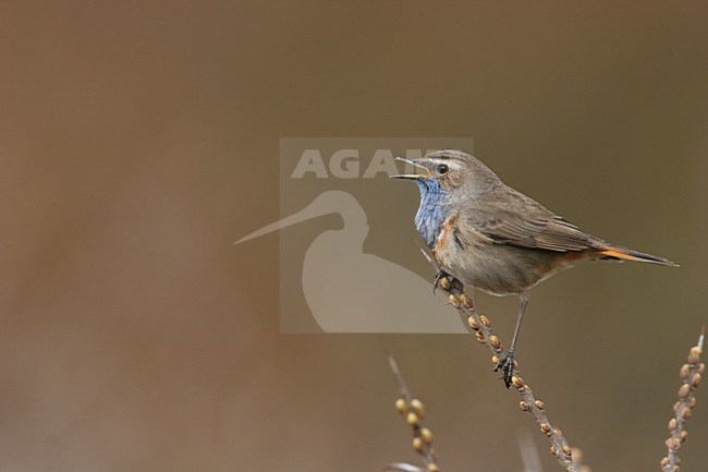 White-spotted Bluethroat singing, Witgesterde blauwborst zingend stock-image by Agami/Menno van Duijn,