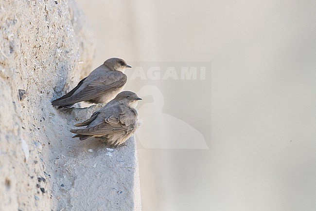 Rock Martin - Steinschwalbe - Ptyonoprogne fuligula ssp. fuligula, Oman stock-image by Agami/Ralph Martin,