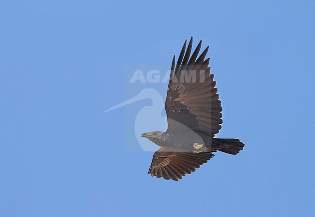 Fan-tailed Raven - Borstenrabe - Corvus rhipidurus, Oman stock-image by Agami/Ralph Martin,